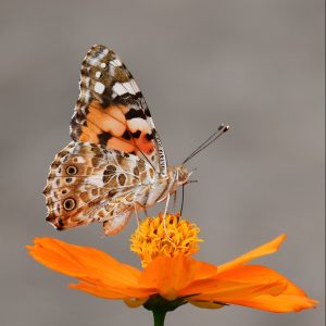 selective focus photography of butterfly on orange petaled flower