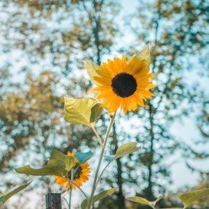 How to show yourself compassion