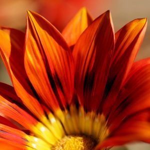 3 habits for finding joy
